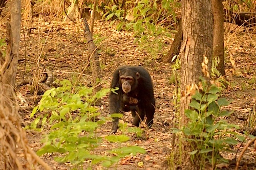 Annie carries her baby, Aniouma, in 2016. She was released in 2011, to join a group of chimps released in 2008. The entire subspecies, Pan troglodytes verus, is now classified as critically endangered by the International Union for Conservation of Nature.